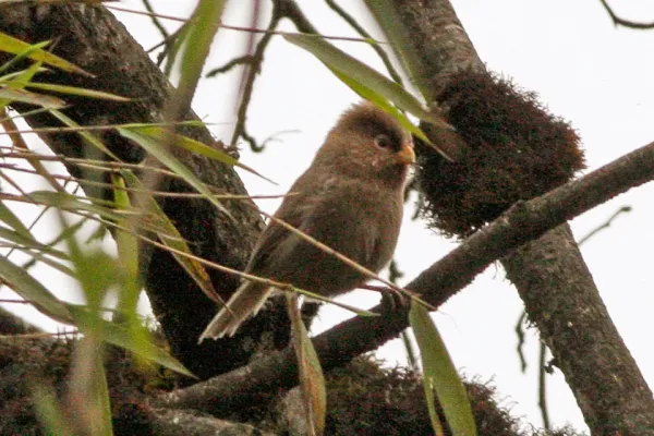 File:Paradoxornis paradoxus, Wawu Shan, Sichuan.jpg