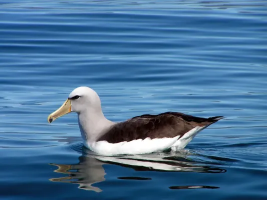 File:Thalassarche cauta salvini -New Zealand coast-8.jpg