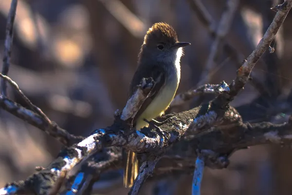 File:Excursion to a lagoon on the N side of Isla Santa Fe - Large-billed (Galapagos) Flycatcher (Myiarchus magnirostris) (16503236818).jpg