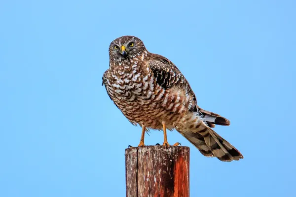 File:Wildlife in and around Reserva Laguna Nimez in El Calafate, Argentina - Cinereous Harrier (Circus cinereus) - (24891269970).jpg