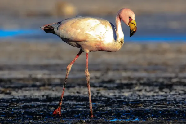 File:On and around Bolivias' Salar de Uyuni - Puna Flamingoes (Phoenicoparrus jamesi) (I think?) - (24721221922).jpg