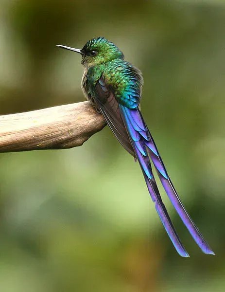 File:Violet-tailed Sylph (Aglaiocercus coelestis).jpg