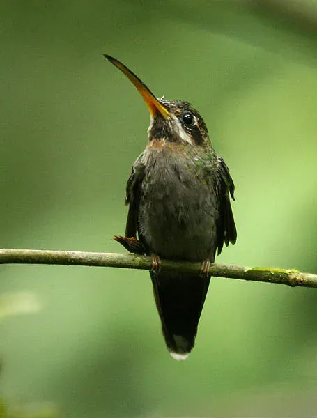 File:Band-tailed Barbthroat (Threnetes ruckeri).jpg