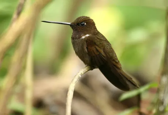 File:Brown Inca (Coeligena wilsoni).jpg