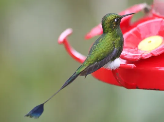 File:Booted racket-tail Ecuador (Ocreatus underwoodii).jpg