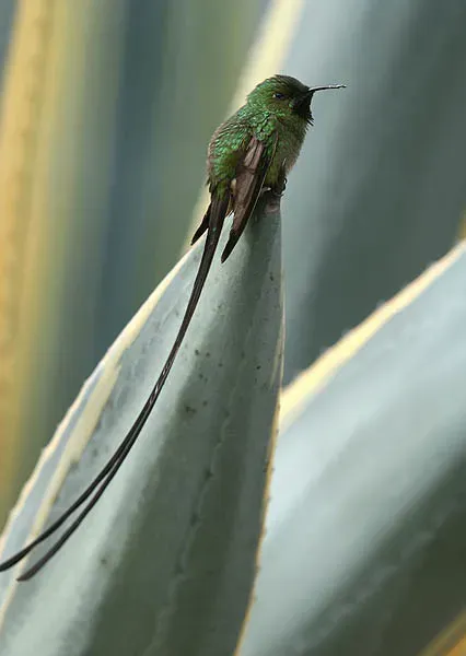 File:Black-tailed Trainbearer (Lesbia victoriae).jpg