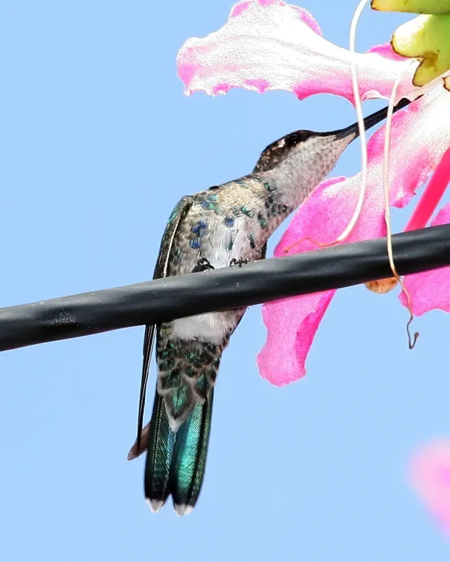 File:Blue-tufted Starthroat (Heliomaster furcifer).jpg