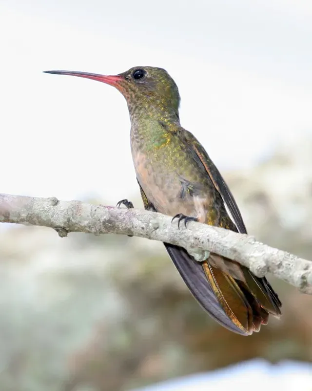 File:Gilded Sapphire (Hylocharis chrysura).jpg
