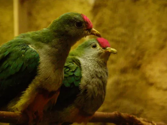 File:Ptilinopus pulchellus -Amsterdam Zoo-6.jpg