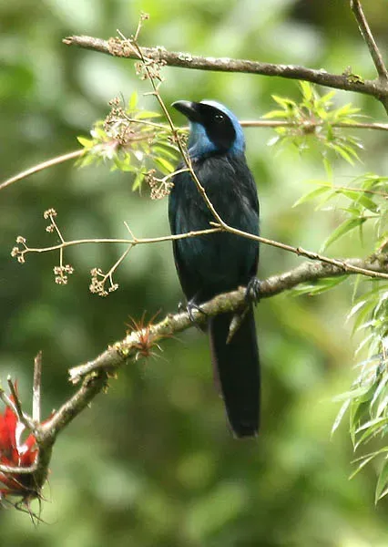 File:Cyanolyca pulchra -NW Ecuador-6.jpg