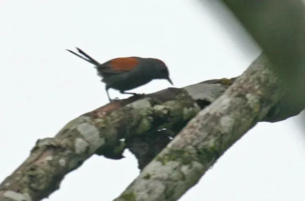 File:Synallaxis brachyura -NW Ecuador-3.jpg