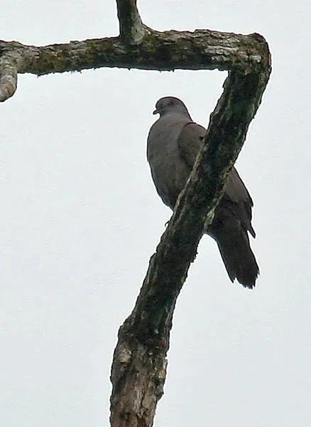 File:Patagioenas goodsoni -NW Ecuador-6.jpg