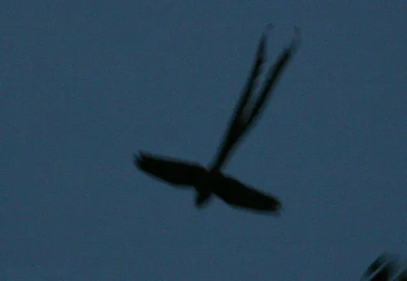 File:Uropsalis lyra (male) -NW Ecuacor-3.jpg