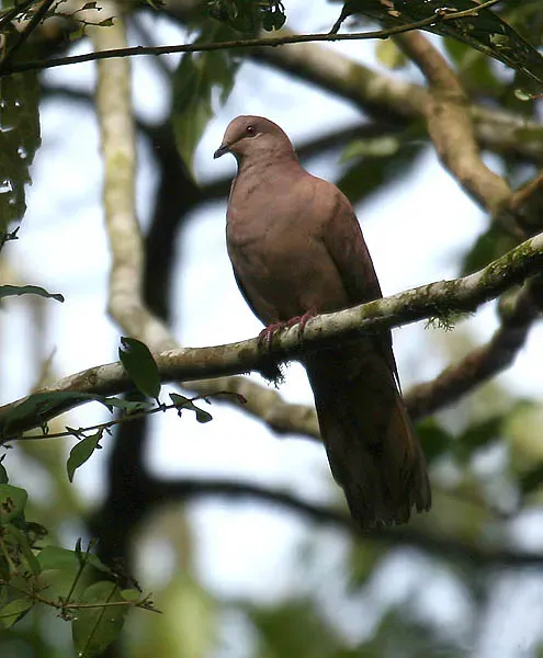File:Patagioenas subvinacea -NW Ecuador-8.jpg