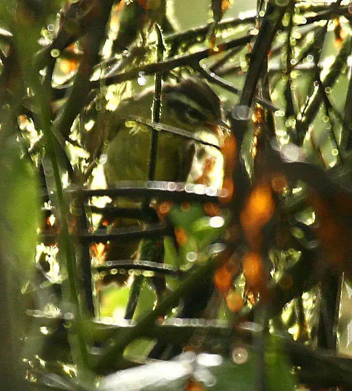 File:Basileuterus tristriatus Ecuador-6.jpg