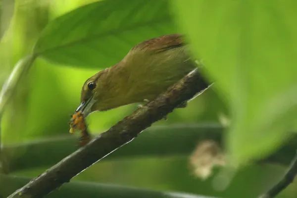File:Thamnistes anabatinus -NW Ecuador-6.jpg