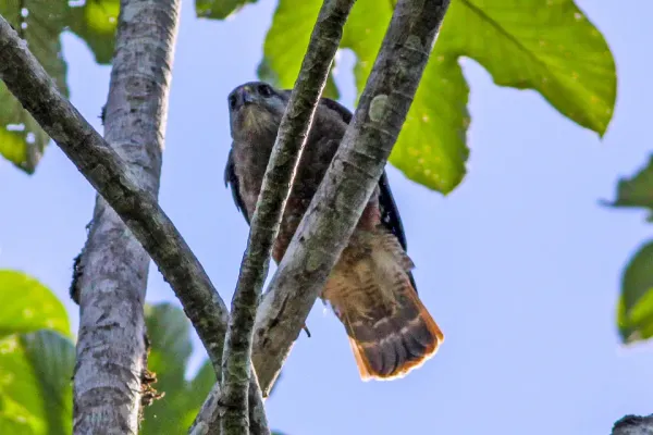 File:Ridgeway's Hawk (Buteo ridgwayi) (8082825703).jpg