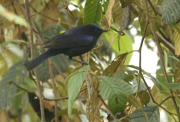 File:Conirostrum albifrons (male) -NW Ecuador-3.jpg