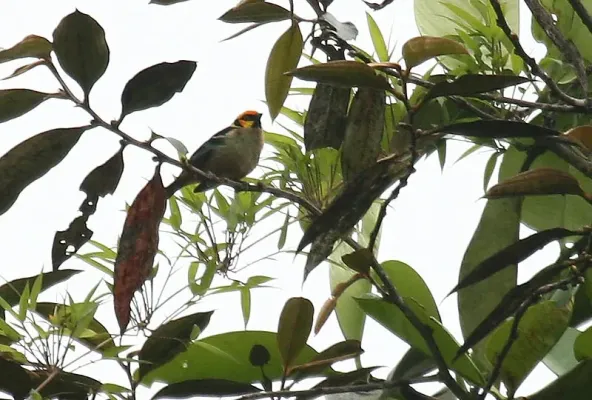 File:Tangara parzudakii -NW Ecuador-6.jpg
