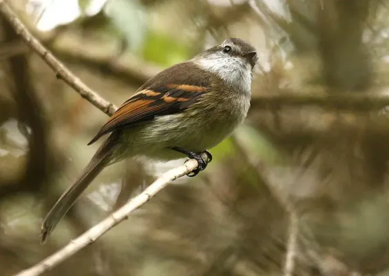 File:Mecocerculus leucophrys -Ecuador-8.jpg