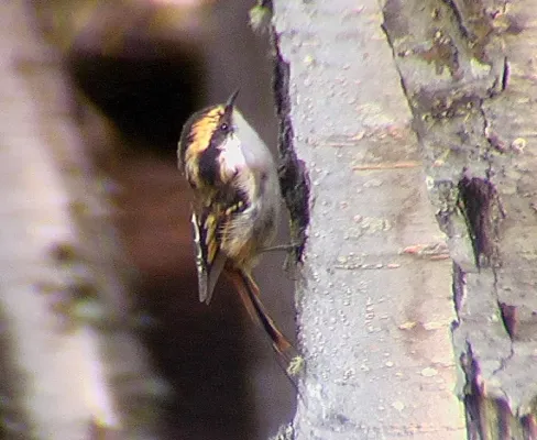 File:Aphrastura spinicauda (Thorn-tailed Rayodito).jpg