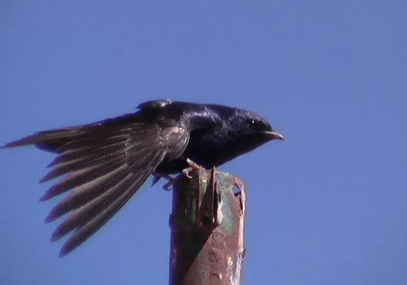 File:Progne elegans (southern martin).jpg