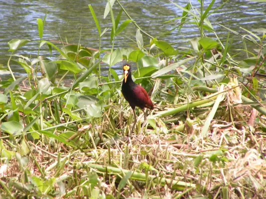 File:Jacana spinosa (Northern Jacana).jpg