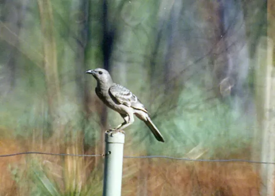 File:Chlamydera nuchalis (Great Bowerbird).jpg