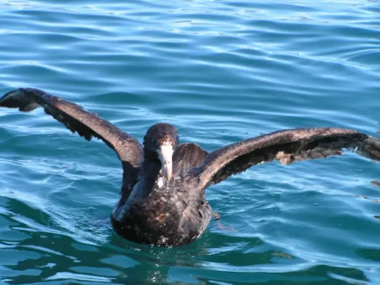 File:Macronectes halli (Northern Giant Petrel).jpg