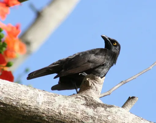 File:Aplonis opaca.jpg