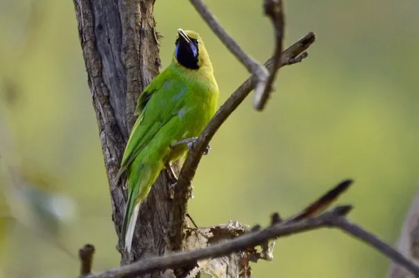 File:Jerdon's Leafbird Chloropsis jerdoni male in br hills DSC3909.jpg