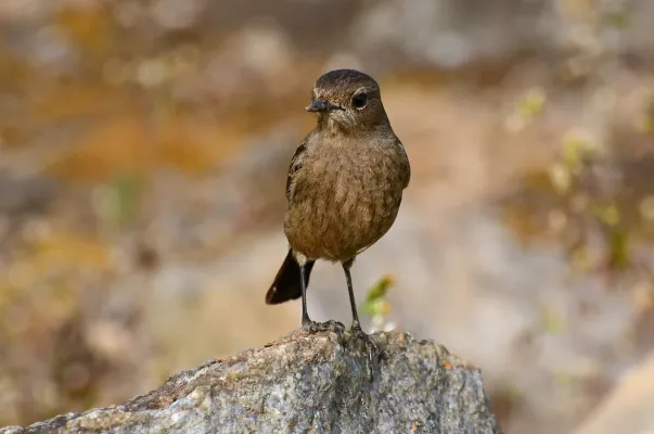 File:Pied bush chat (Saxicola caprata) female from nilgiris DSC 1129.jpg