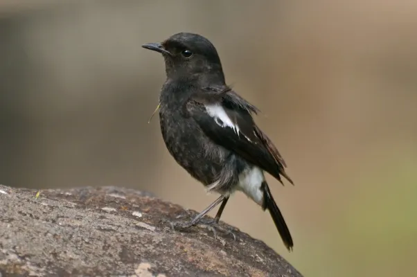 File:Pied bush chat (Saxicola caprata)male from nilgiris DSC 1123.jpg