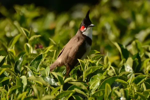 File:Red-whiskered bulbul (Pycnonotus jocosus) from nigiris DSC 1483.jpg