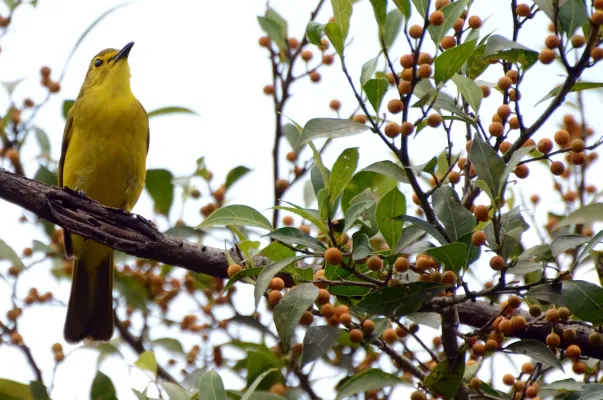 File:Yellow-browed bulbul (Acritillas indica)on a ficus tree Anaimalai hills DSC 2676.jpg