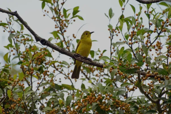 File:Yellow-browed bulbul (Acritillas indica)on a ficus tree Anaimalai hills DSC 2678.jpg