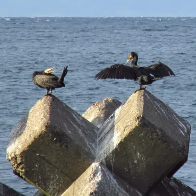 File:Phalacrocorax capillatus 20161002 Japanese Cormorant 01.jpg