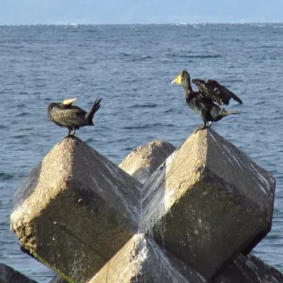 File:Phalacrocorax capillatus 20161002 Japanese Cormorant 03.jpg