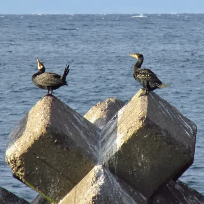File:Phalacrocorax capillatus 20161002 Japanese Cormorant 04.jpg