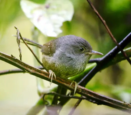 File:Psilorhamphus guttatus - Spotted bamboowren.jpg
