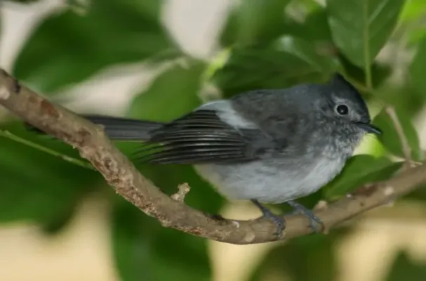 File:African Crested-Flycatcher (Trochocercus cyanomelas).jpg
