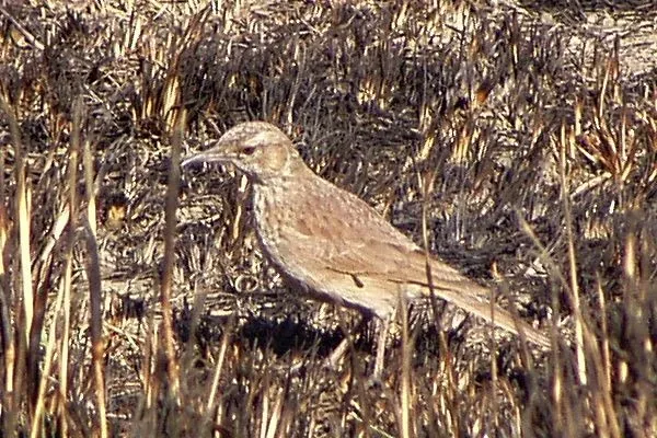 File:Eastern Long-billed Lark (Certhilauda semitorquata).jpg