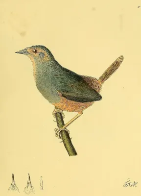 File:Eugralla paradoxa by Heinrich von Kittlitz.jpg