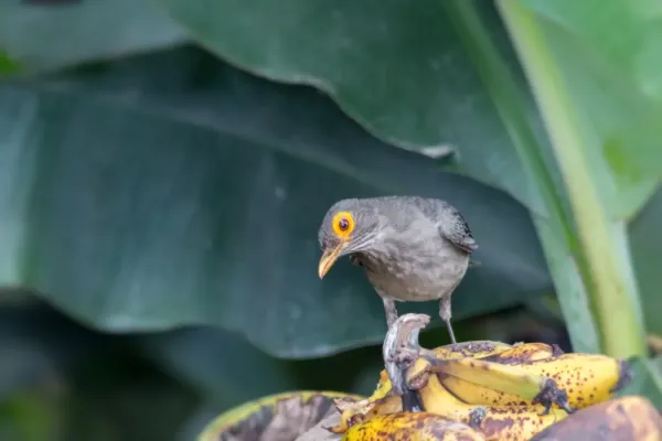 File:Spectacled Thrush - Paraulata Ojo de Candil (Turdus nudigenis nudigenis) (28781478885).jpg