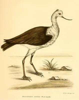 File:Recurvirostra andina Ph et Landb.jpg