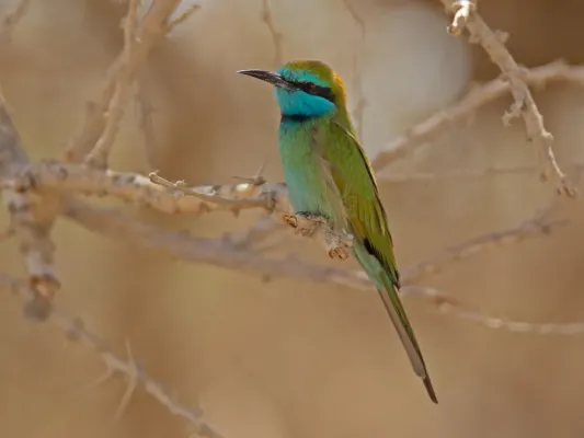 File:Arabian Green Bee-eater (Merops cyanophrys), Israel.jpg