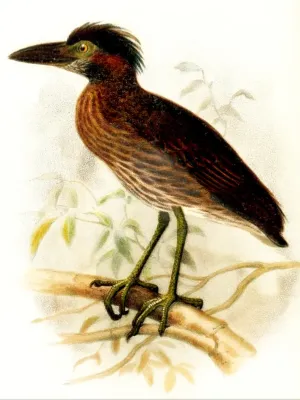 File:Nyctanassa carcinocatactes.jpg