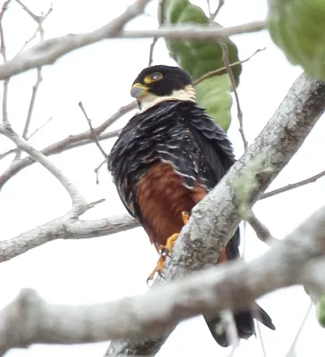 File:Bat Falcon (Falco rufigularis) (7222542612) (cropped).jpg
