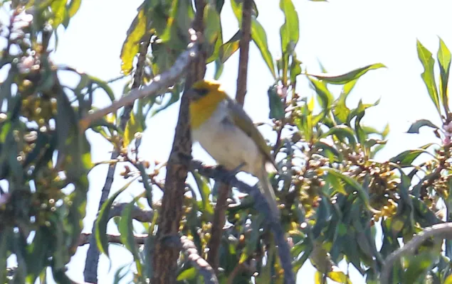 File:Palila (Loxioides bailleui) (26372796052).jpg