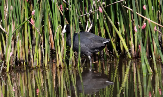 File:Hawaiian Coot (Fulica alai) (26372845472).jpg